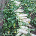 2021 New Season Fresh Vegetable Exporter With International Certifications Fresh Radish